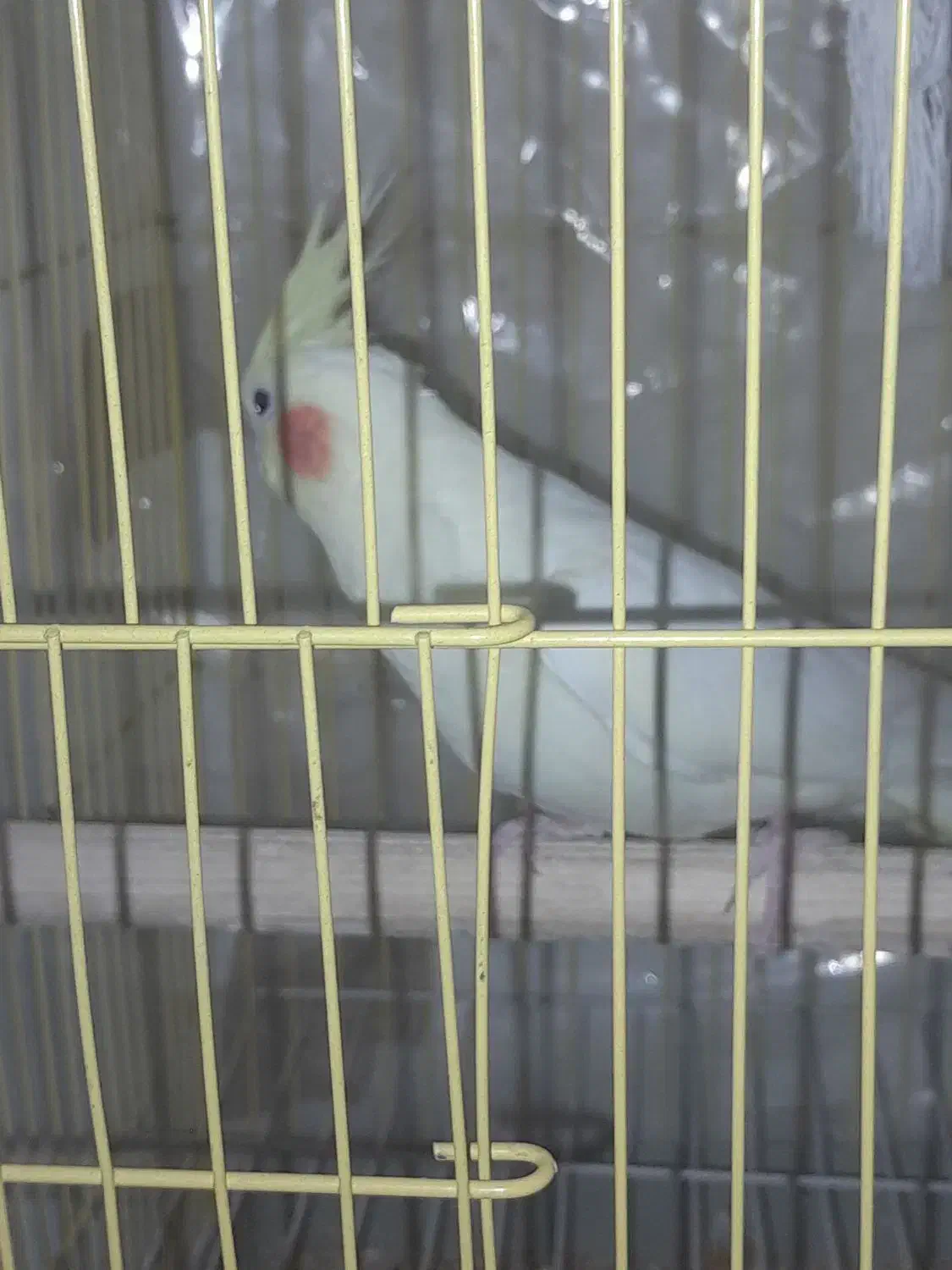 قفس عروس هلندی|لوازم جانبی حیوانات|یزد, |دیوار