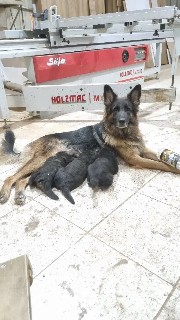 واگذاری تولسگ ژرمن|سگ|اصفهان, آزادان|دیوار