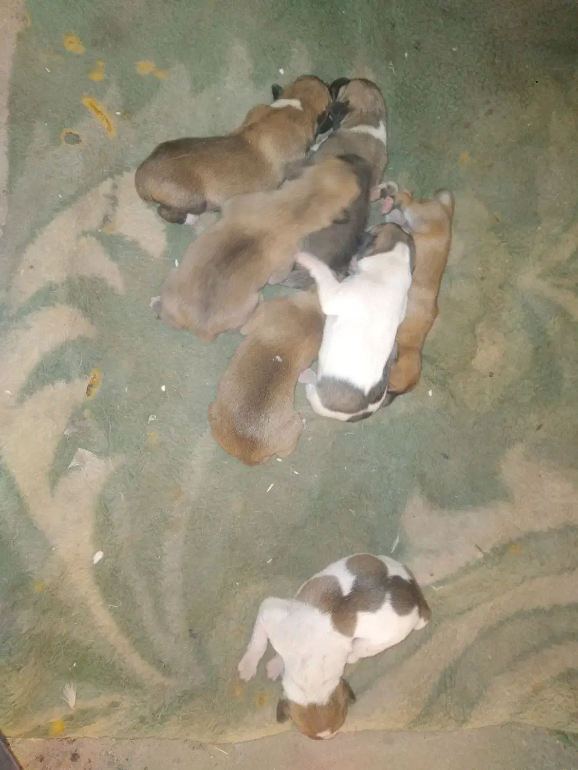 فروشی افغانی اصل|سگ|خاش, |دیوار