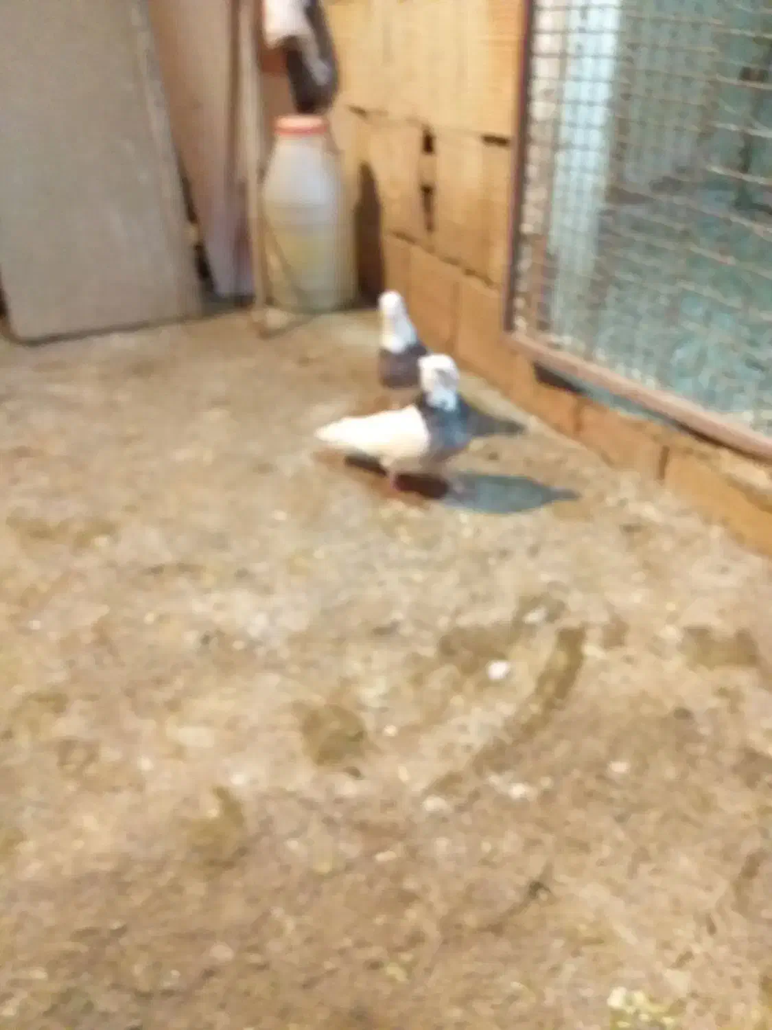 ۱۰عددطوقی قرمزوآبی نروماده ضمانتی|پرنده|نقده, |دیوار