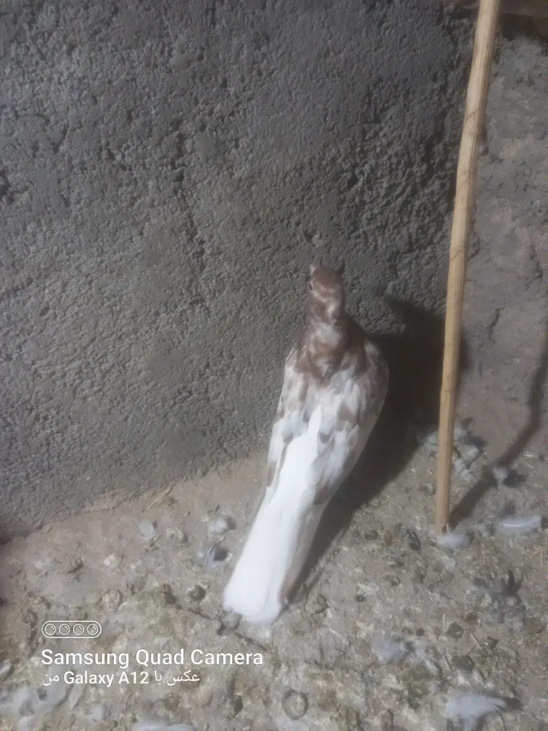 قره دم سفید|پرنده|قوچان, |دیوار