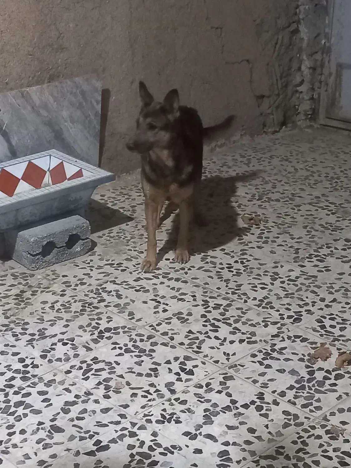 سگ نگهبان|سگ|خمینی‌شهر, |دیوار