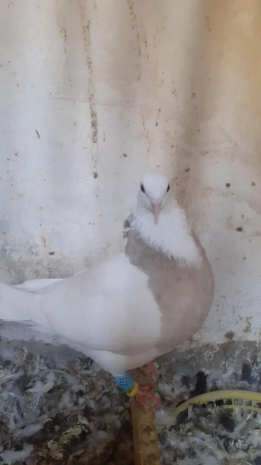 طوقی آجری ماده|پرنده|مسجد سلیمان, |دیوار