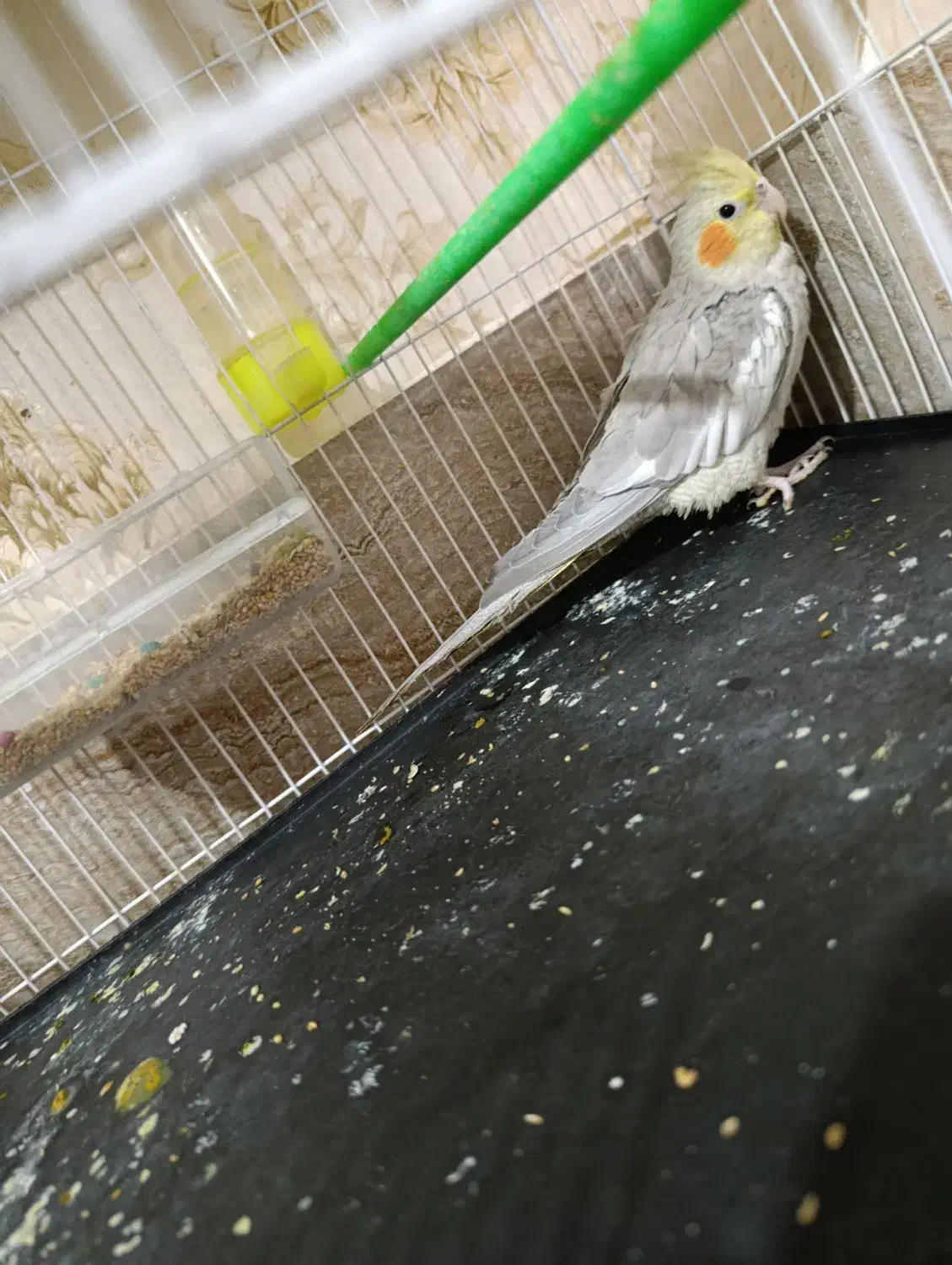 جوجه عروس هلندی|پرنده|مشهد, شهید قربانی|دیوار