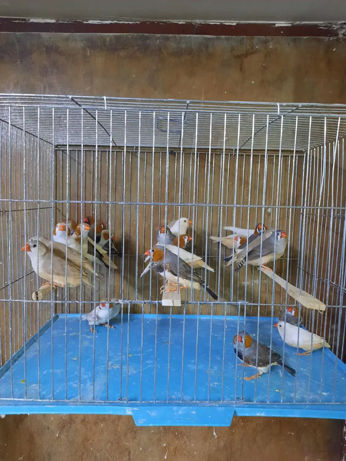 فنچ فائو اورنج تعداد|پرنده|اردبیل, |دیوار