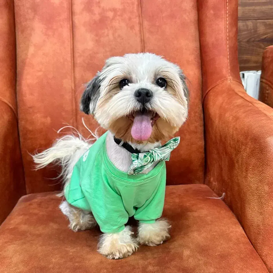 واگذاری شیتزو اصیل و زیبا|سگ|تبریز, |دیوار