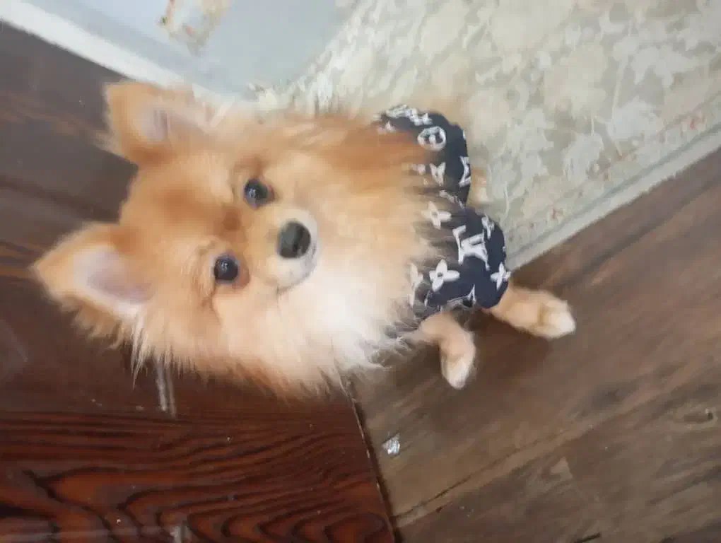 سگ پامرانین|سگ|شاهینشهر, خانه کارگر|دیوار