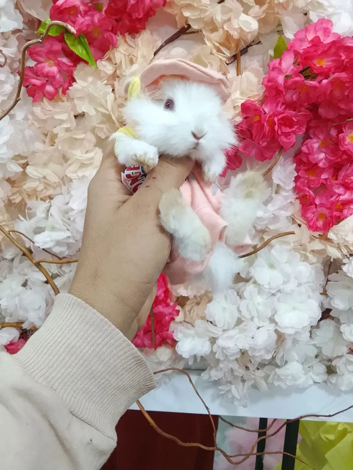 خرگوش های مینی لوپ عروسکی|موش و خرگوش|مشهد, چهاربرج|دیوار