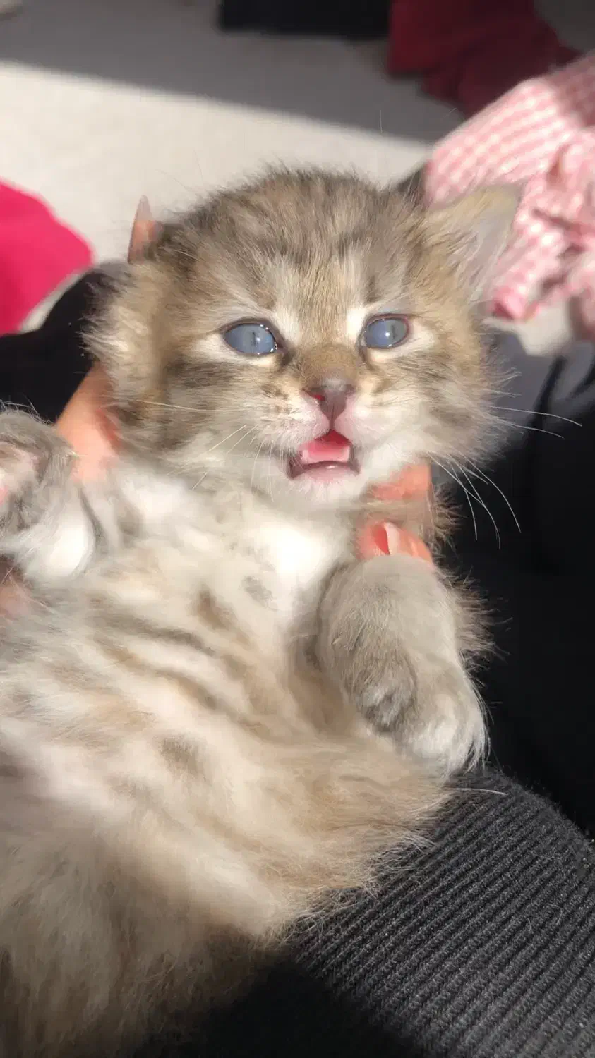 واگذاری گربه دی اس اچ|گربه|زنجان, |دیوار