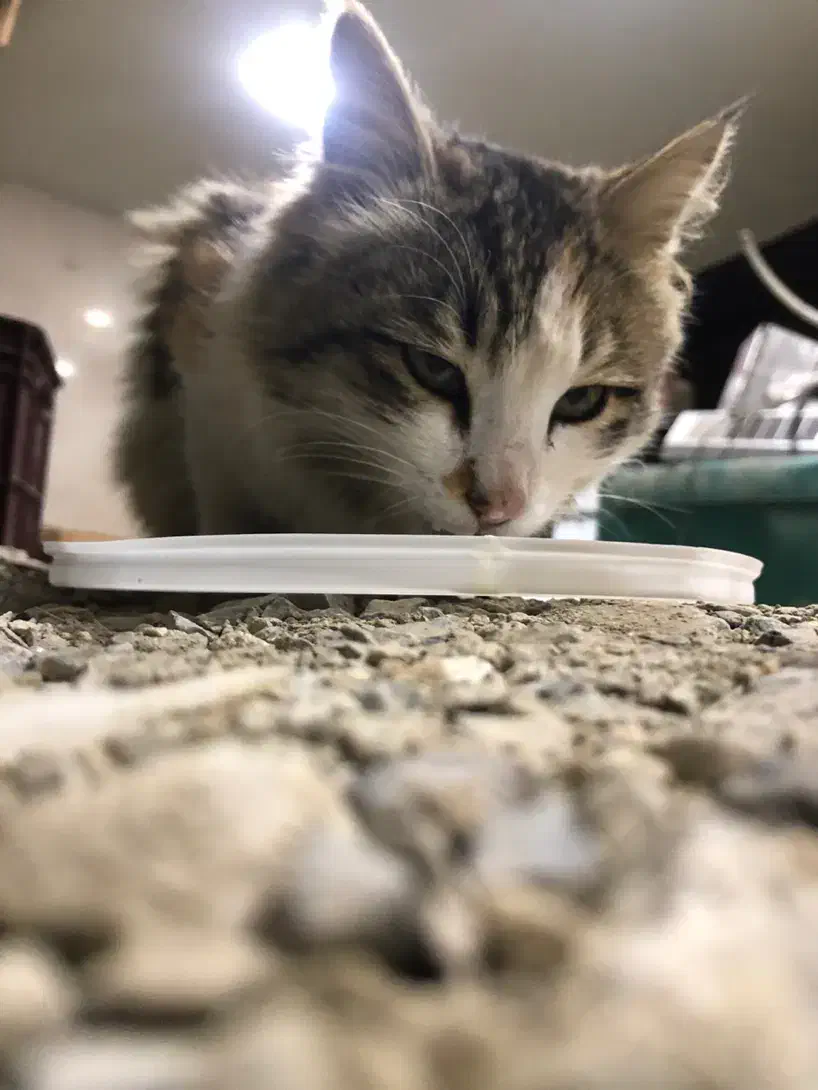 فروش گربه|گربه|پیرانشهر, |دیوار