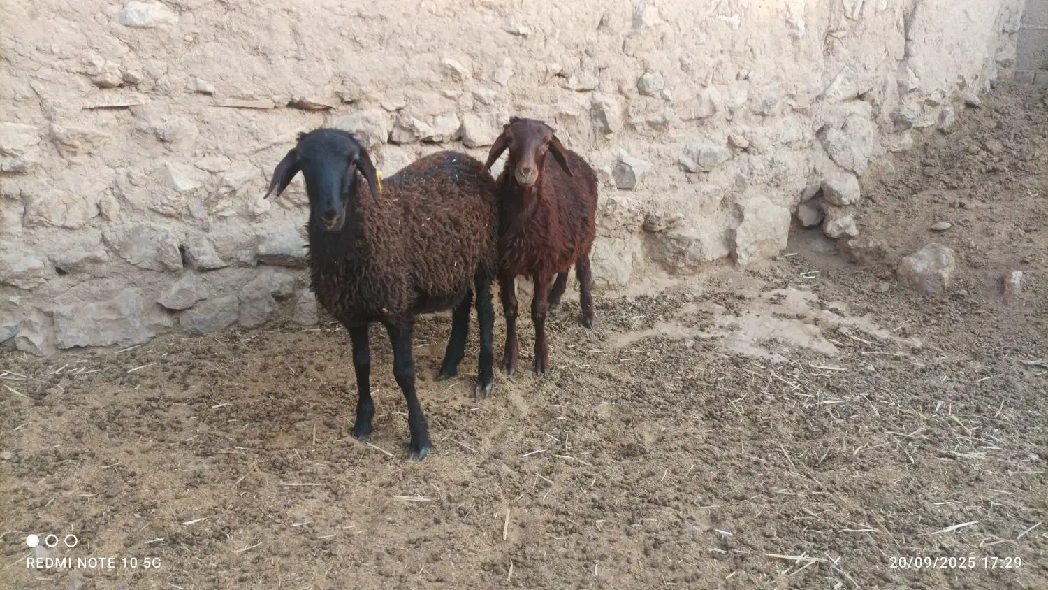 بره قوچ میش|حیوانات مزرعه|شیراز, نیستان|دیوار