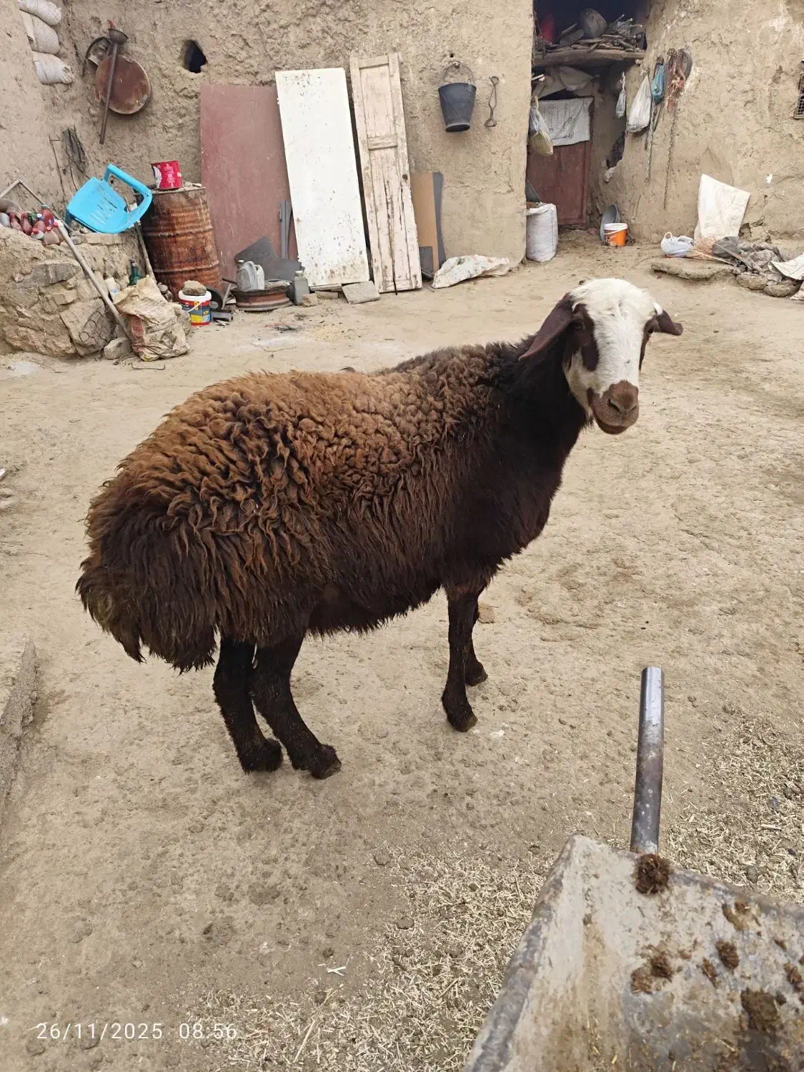 میش|حیوانات مزرعه|شراء, |دیوار