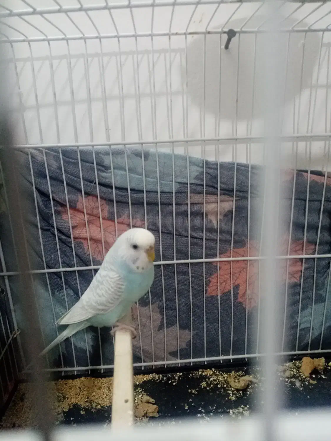 مرغ عسش ماده کاملا دستی حرفه ای|پرنده|تربت جام, فاز ۲ فرهنگیان|دیوار