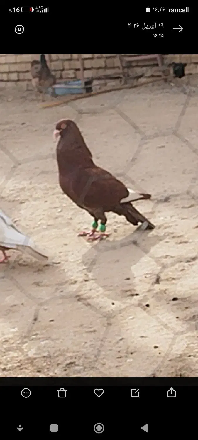 شوش|پرنده|شوش, |دیوار