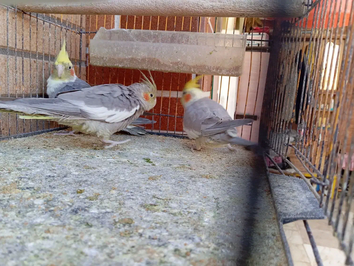 عروس هلندی و طوطی کوتوله|پرنده|مهریز, |دیوار