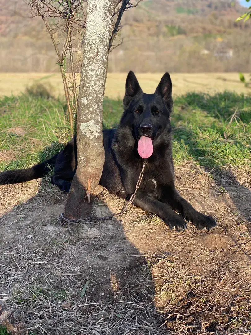 ژرمن ماده|سگ|رشت, منظریه|دیوار