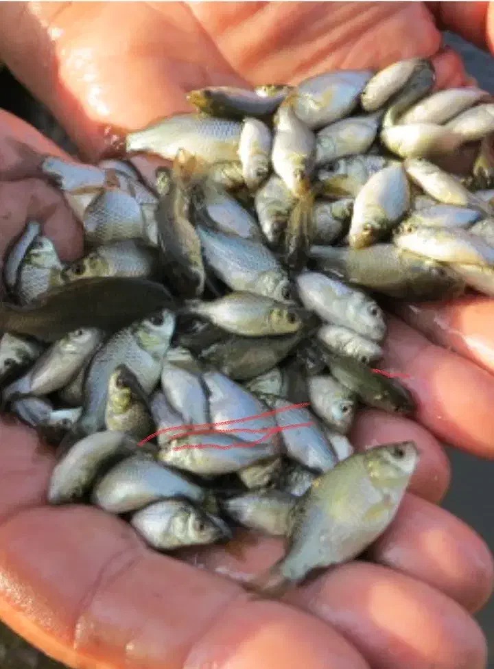 بچه ماهی کپور|ماهی|سبزوار, دانشگاه آزاد|دیوار