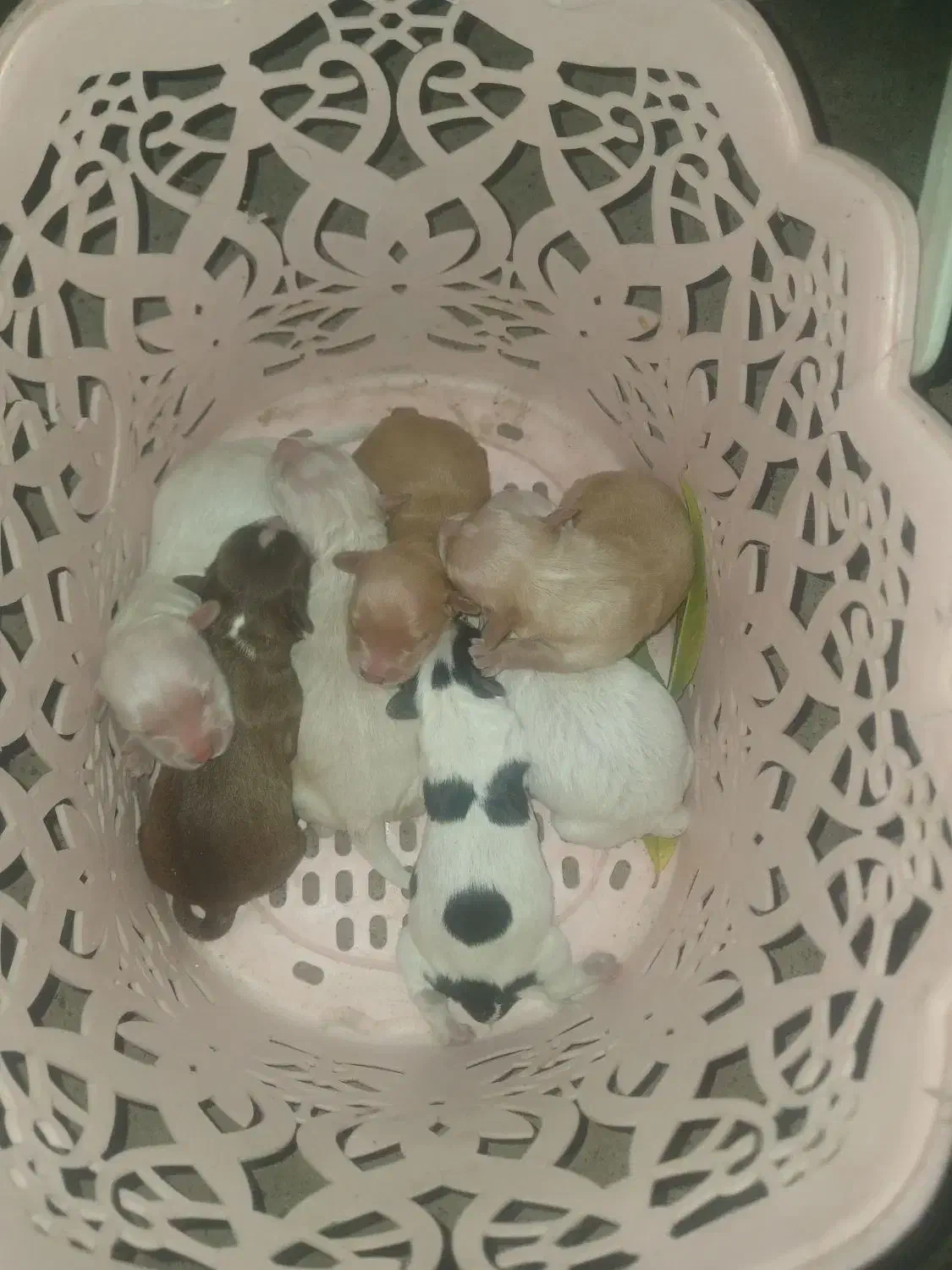 سگ پاکوتاه شیتیزو|سگ|مشگین شهر, |دیوار