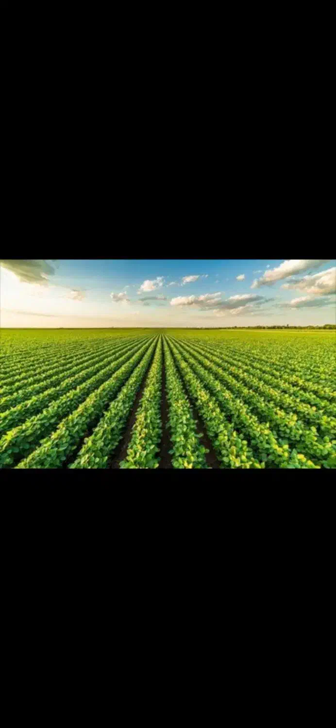 اجاره زمین کشاورزی آبی|اجارهٔ دفتر صنعتی، کشاورزی، تجاری|گیلان غرب, |دیوار