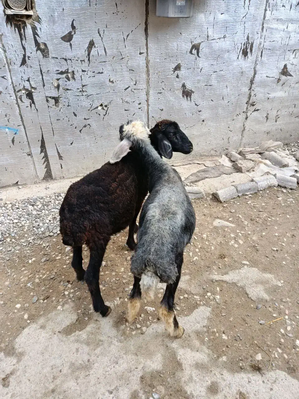 بره افشاری مخصوص پرواری (گوسفند)|حیوانات مزرعه|گنبد کاووس, |دیوار