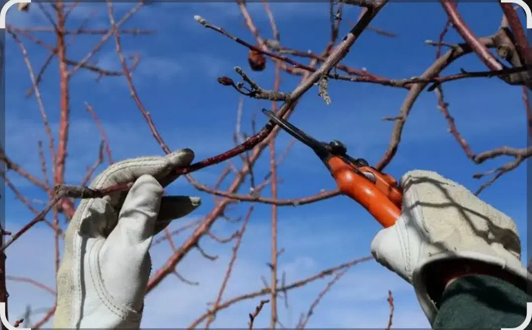 هرس درخت|خدمات باغبانی و درختکاری|گالیکش, |دیوار