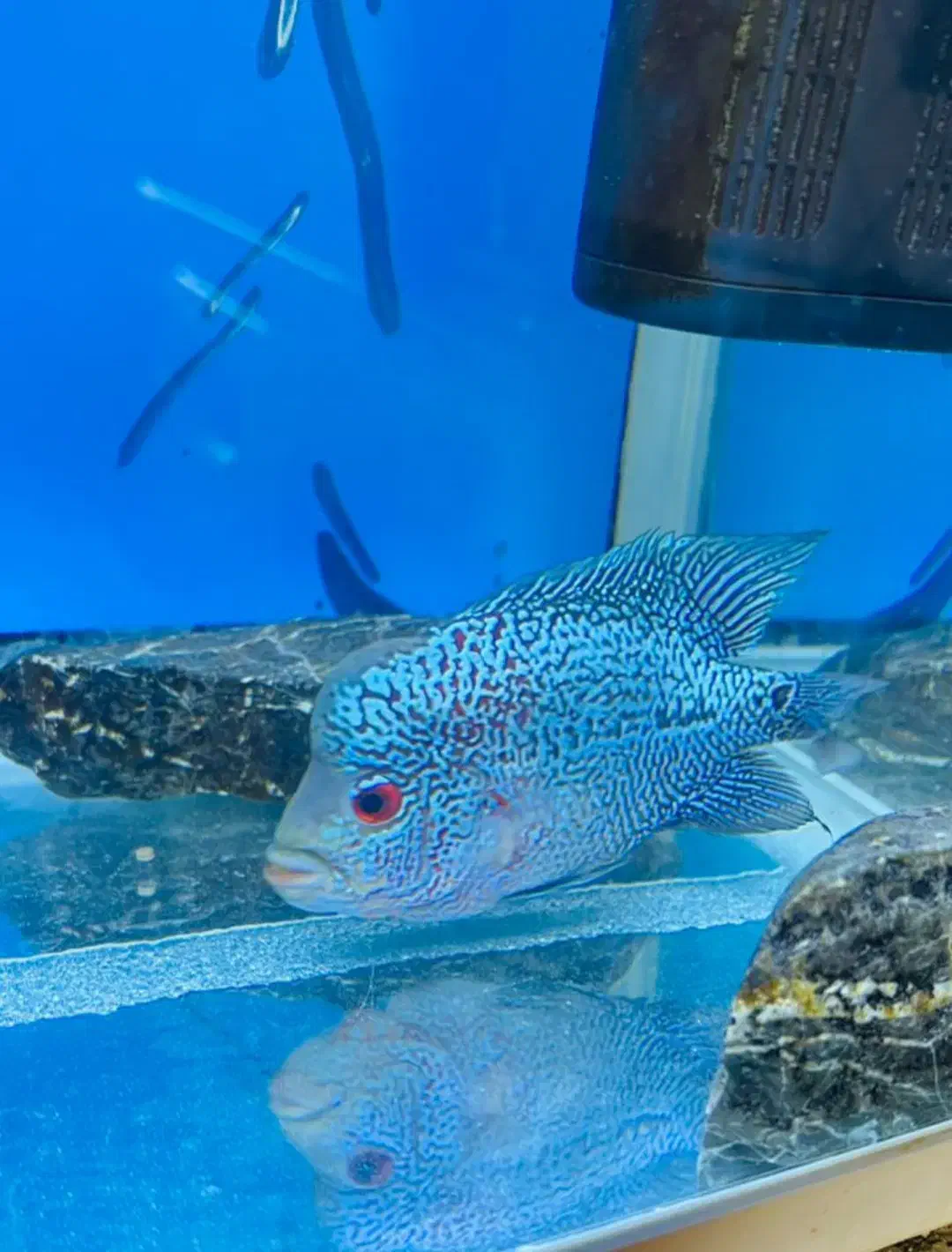 ماهی فلاور|ماهی|قرچک, شهرک الحدید|دیوار