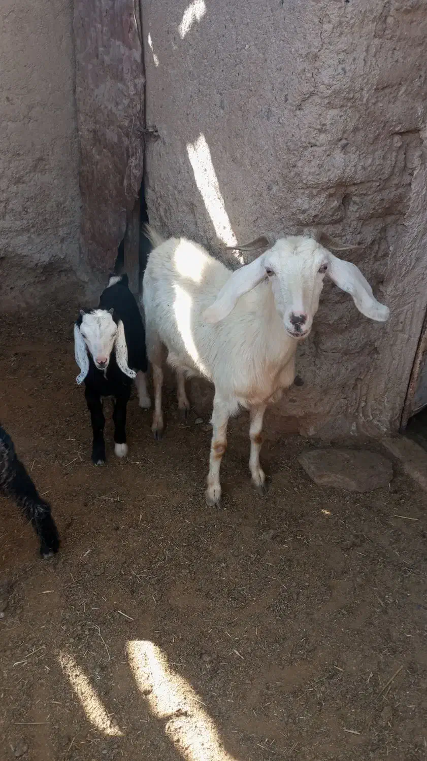 دوعددبز زاییده|حیوانات مزرعه|جلگه ماژان, |دیوار