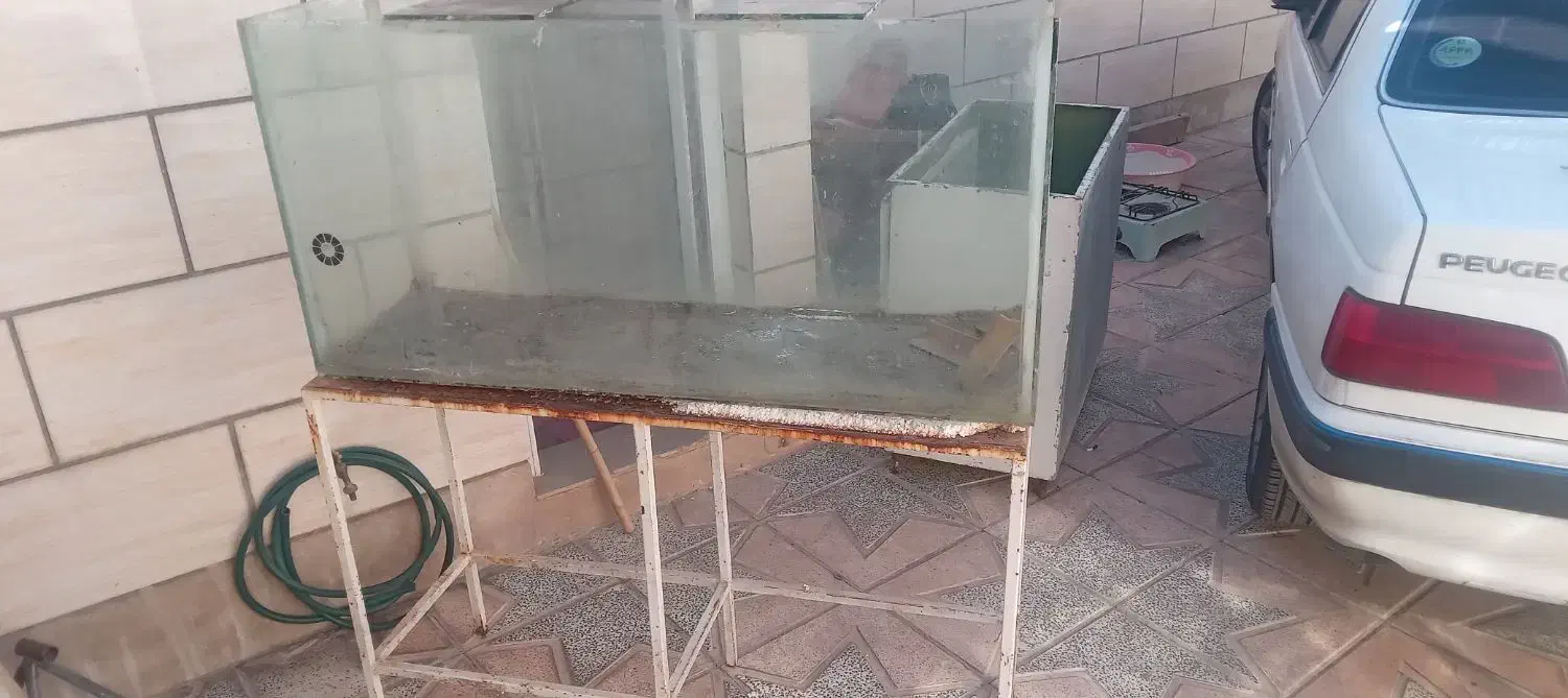 آکواریوم|ماهی|قزوین, |دیوار