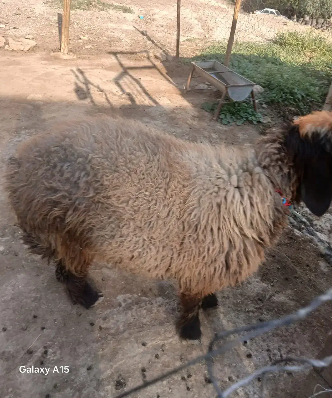 بره چاق|حیوانات مزرعه|مسجد سلیمان, |دیوار