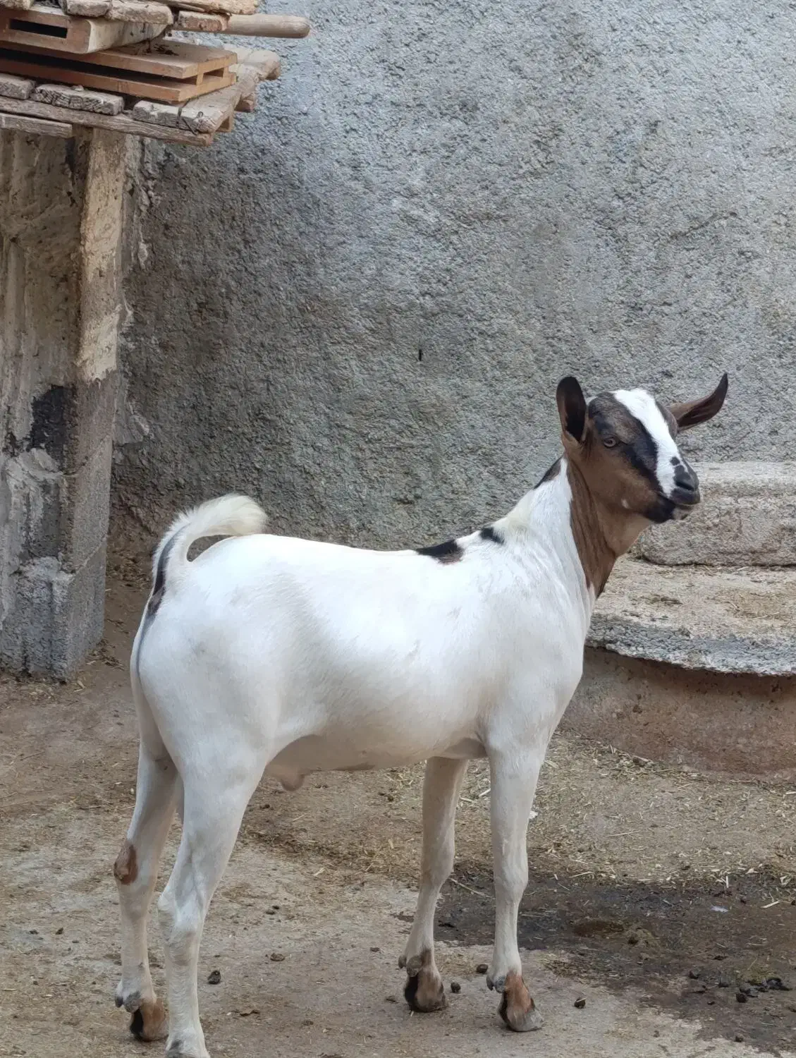 بز سومالی اصل|حیوانات مزرعه|چغادک, |دیوار