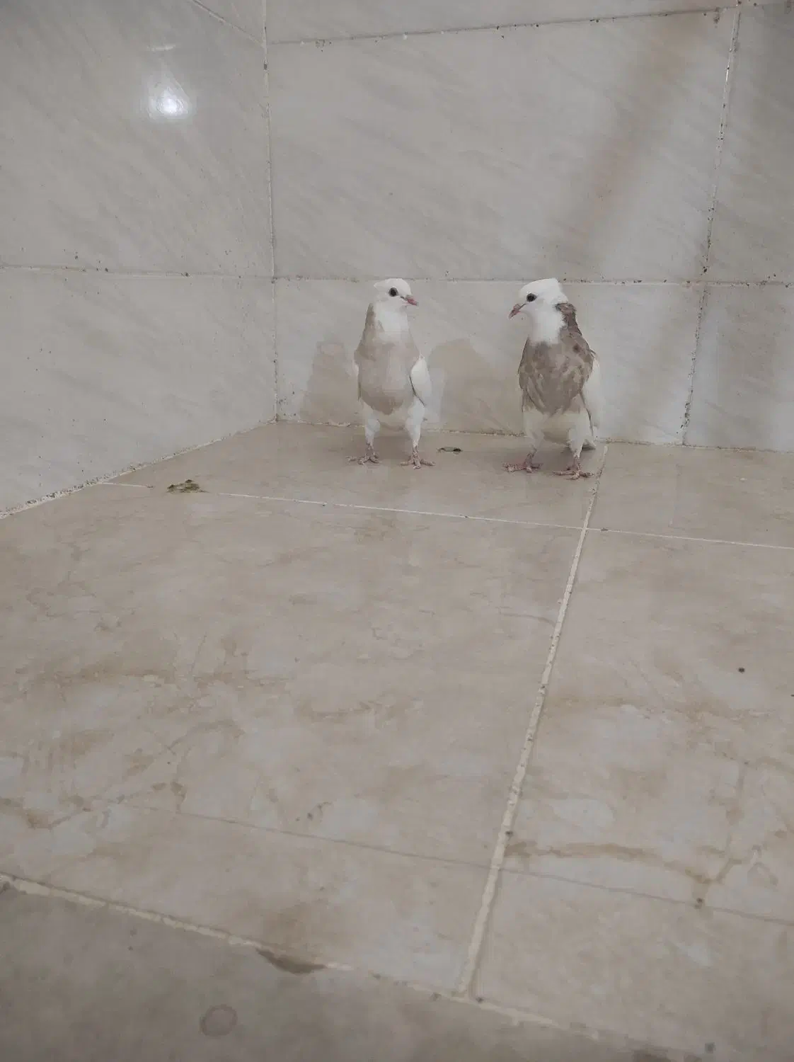 جوجه طوق شکلاتی|پرنده|شوشتر, |دیوار