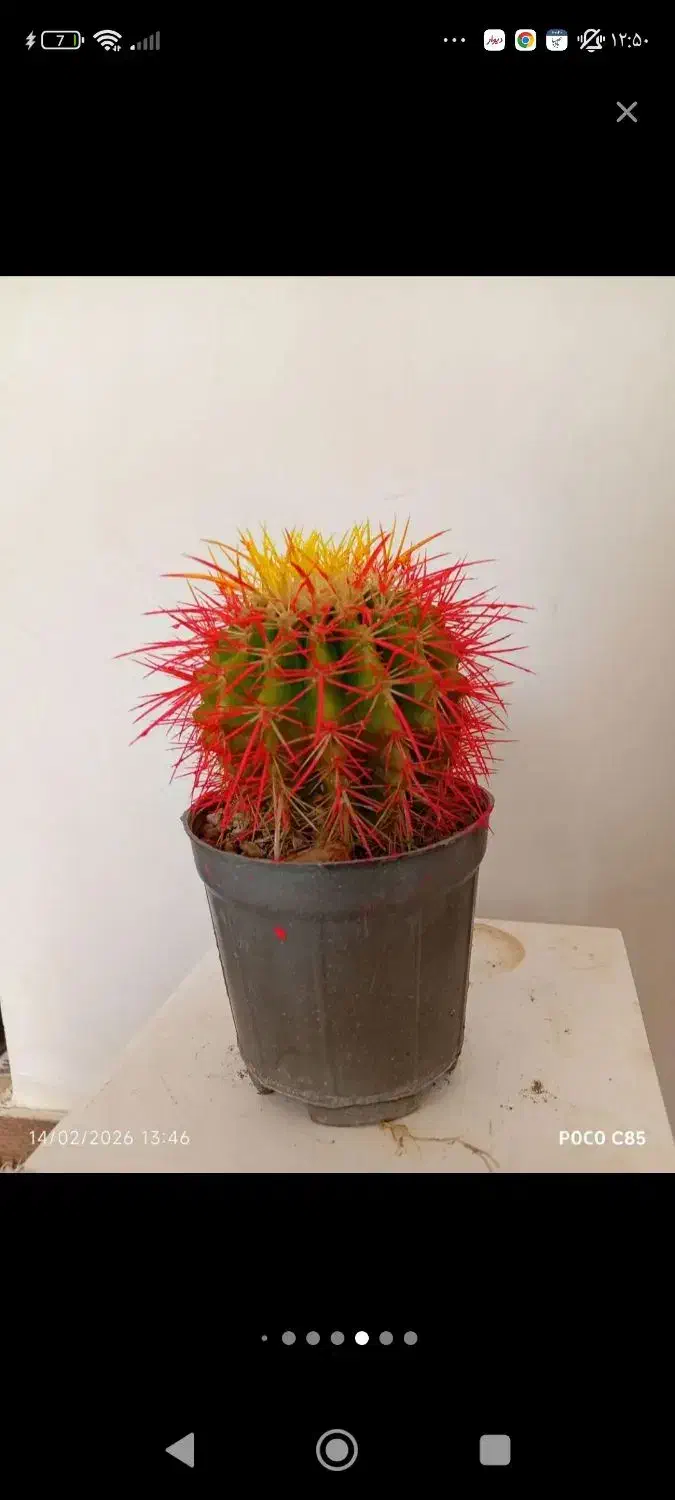 کود..|گل و گیاه طبیعی|کوهدشت, |دیوار