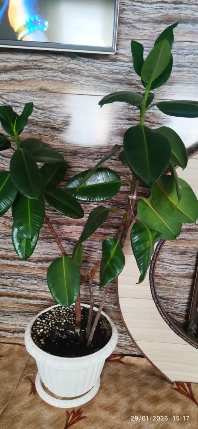 گل فیکوس|گل و گیاه طبیعی|ارومیه, |دیوار