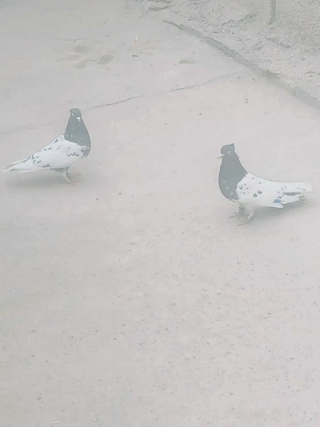 یک جفت کله سیاه کلوهی|پرنده|عنبرآباد, |دیوار