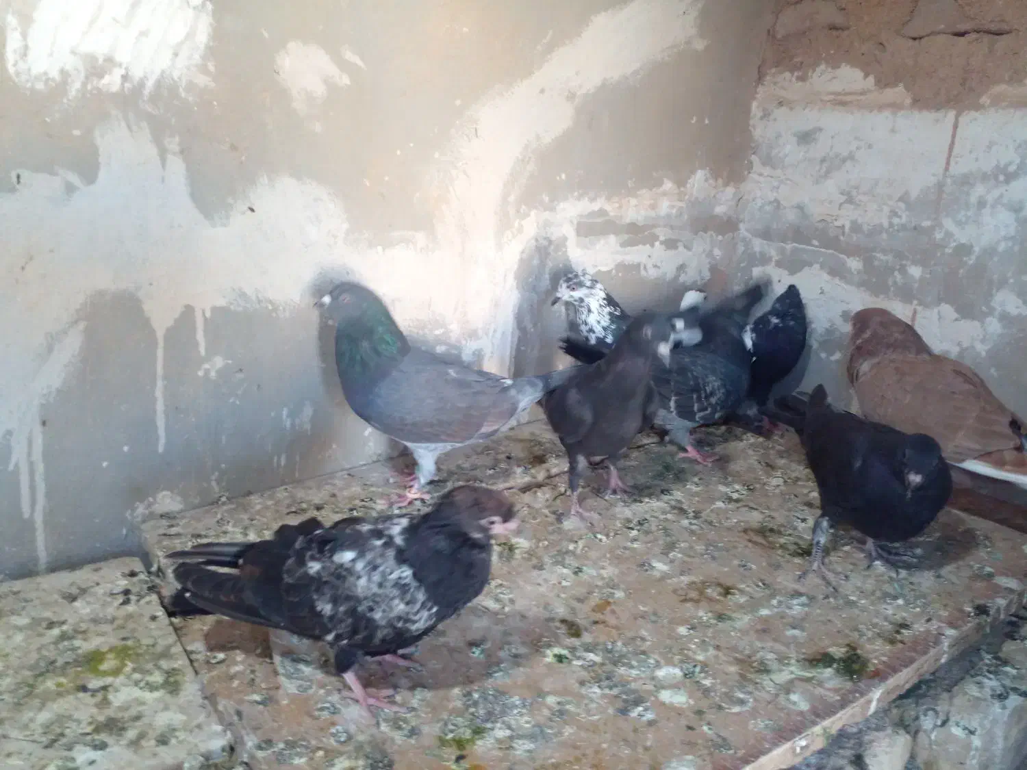 کبوتر پرشی|پرنده|تربت جام, المهدی|دیوار