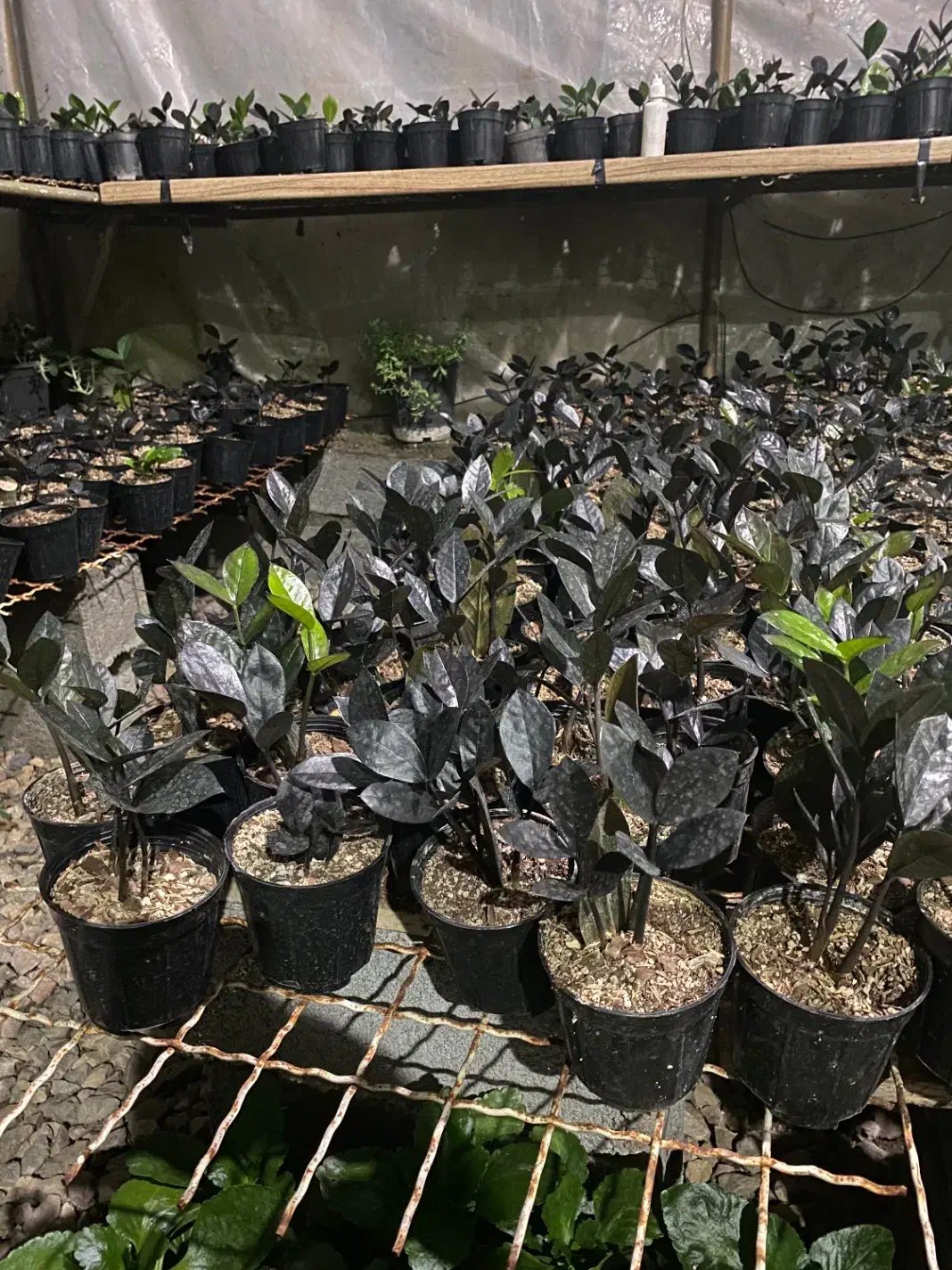 زاموفیلیا سوپر بلک|گل و گیاه طبیعی|کلاردشت, |دیوار