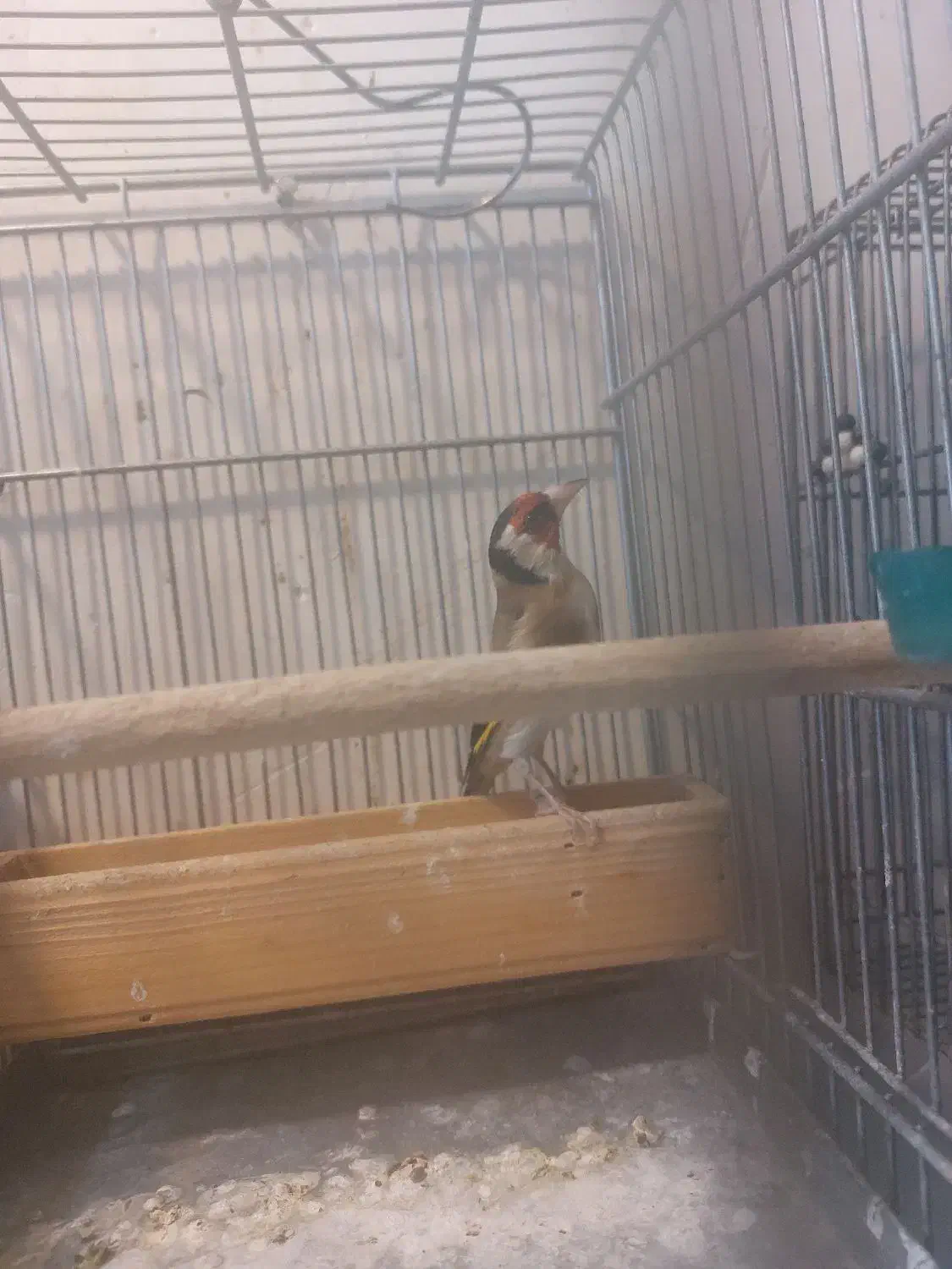 سهره گل قفل|پرنده|شیراز, شهرک جماران|دیوار