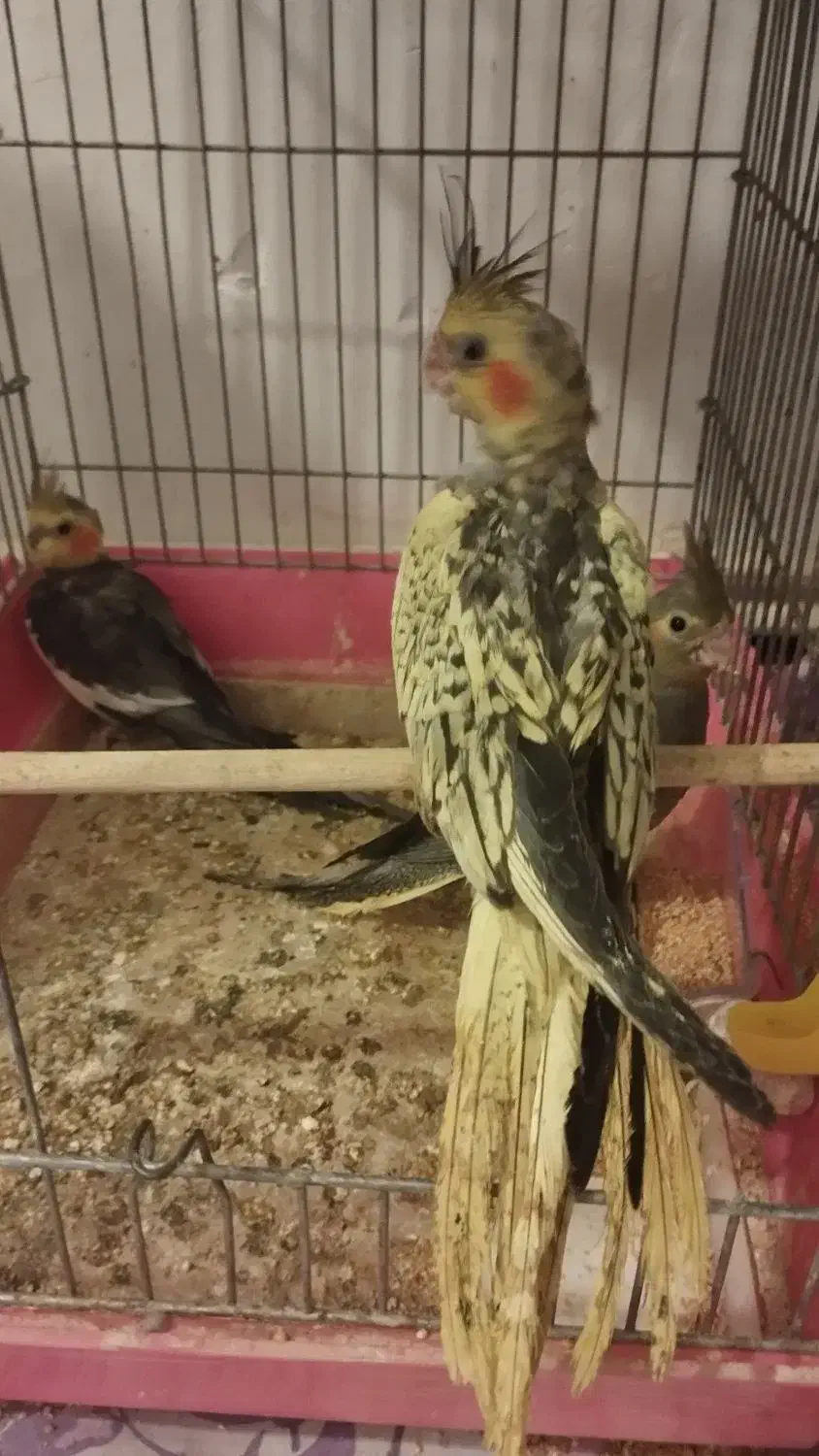 فروش عروس هلندی|پرنده|تبریز, |دیوار