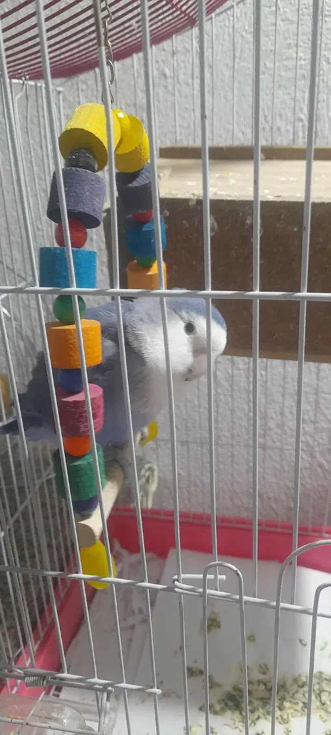 طوطی برزیلی|پرنده|ری, سیزده آبان|دیوار