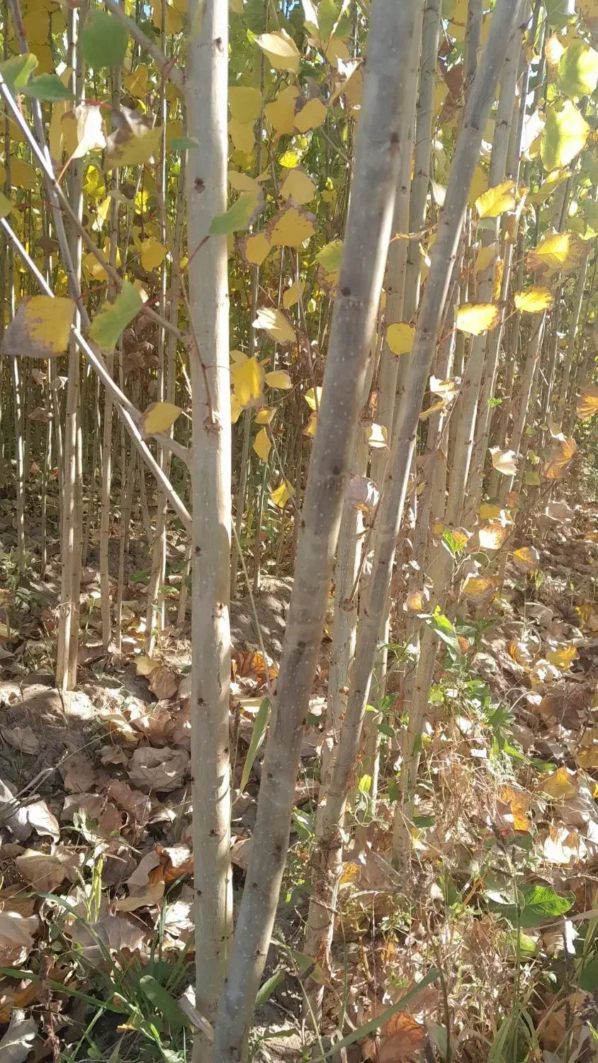 فروش صنوبر تبریزی|خدمات باغبانی و درختکاری|فیروزآباد (آذربایجان), |دیوار