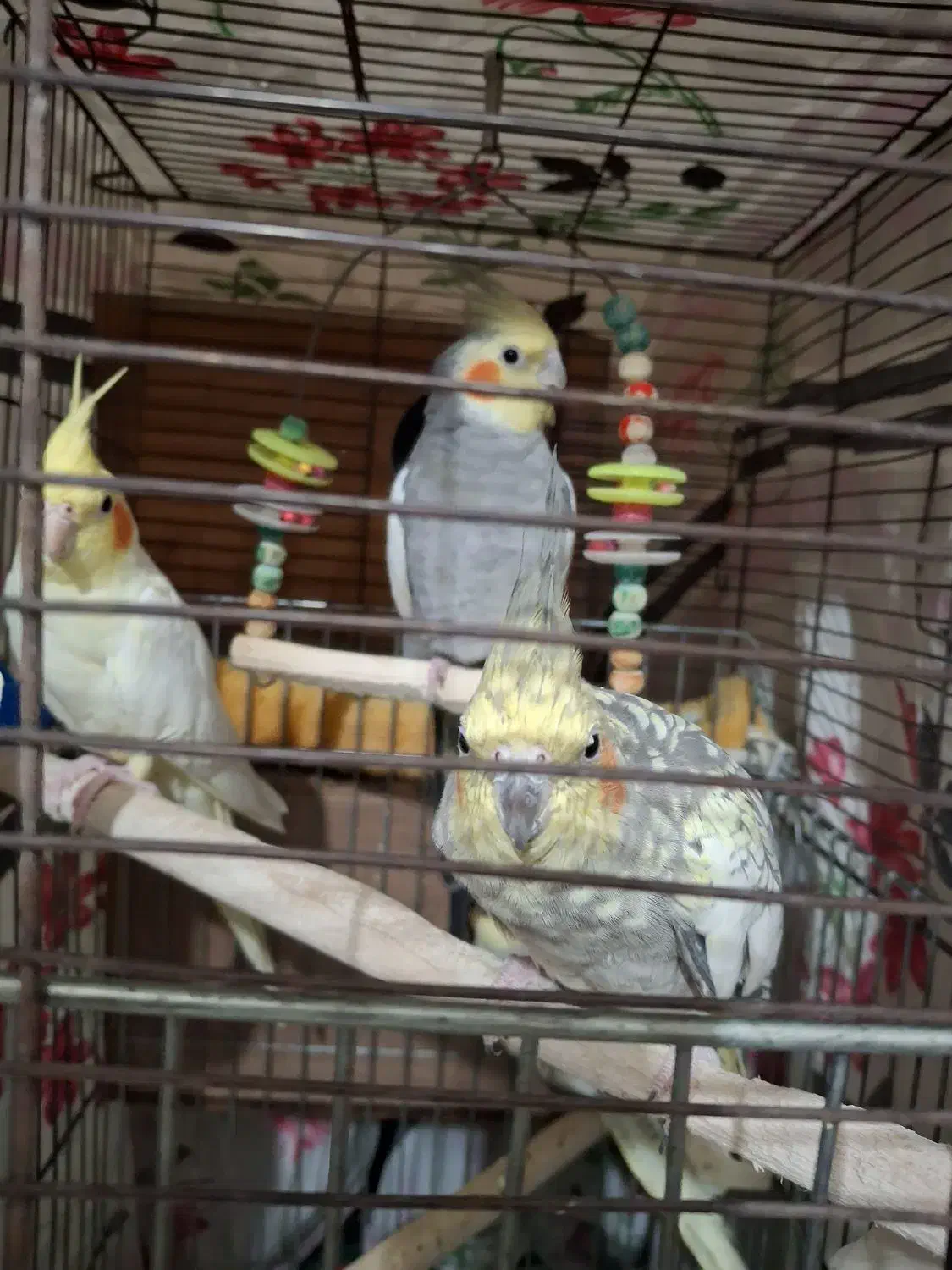 ۲جفت عروس هلندی کار داده و سرحال و بالغ|پرنده|بومهن, |دیوار