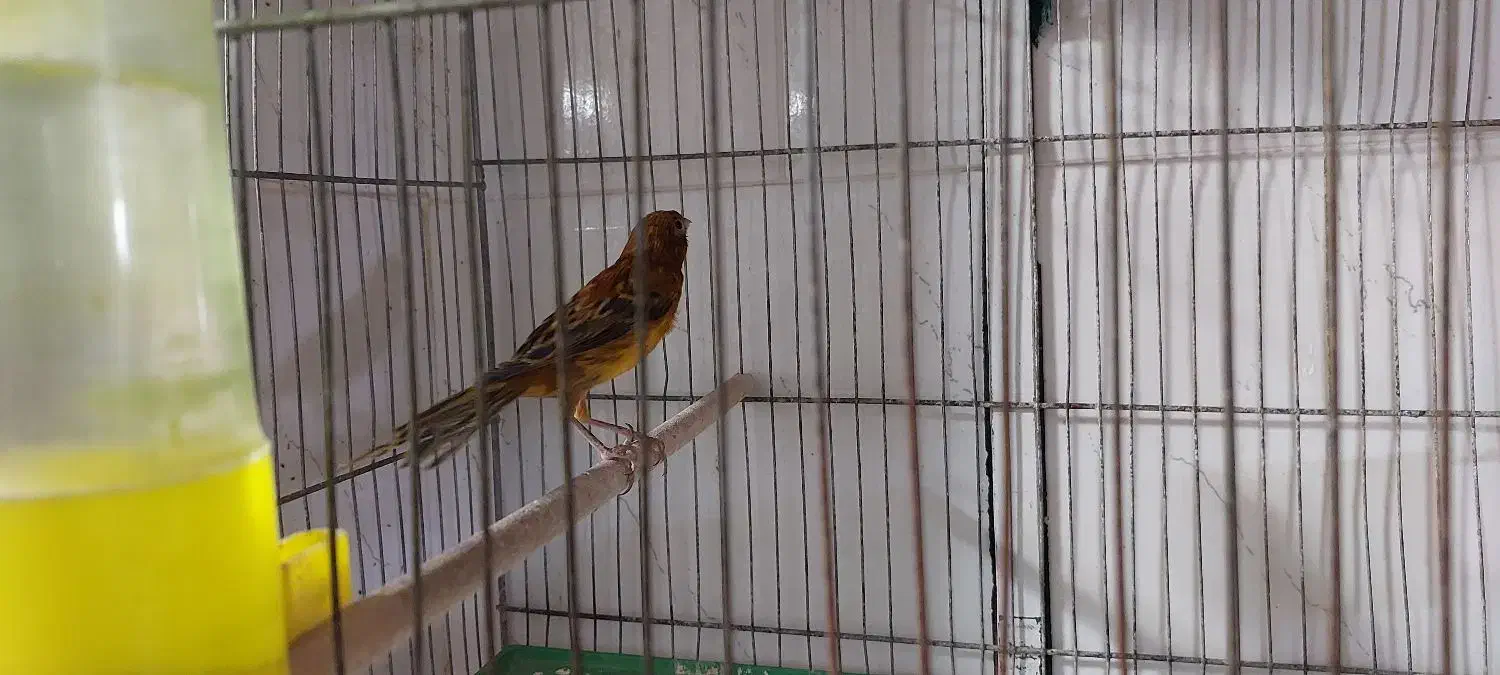 قناری  جوجه مرغ مینا|پرنده|شیراز, پودنک|دیوار