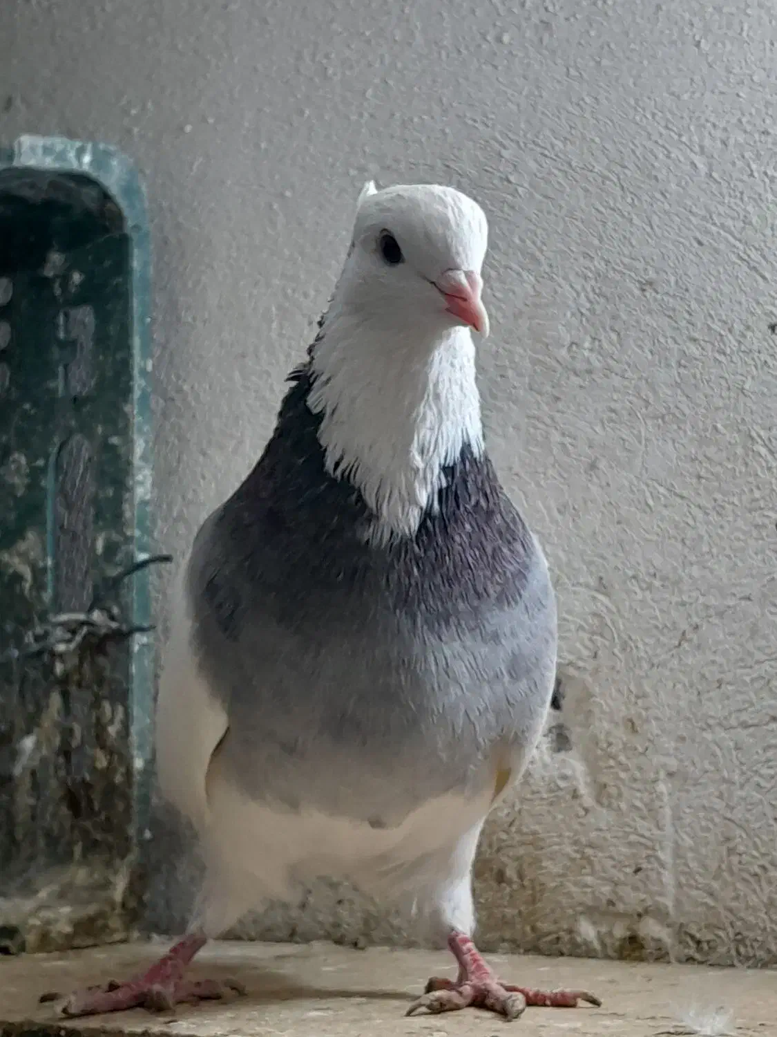 طوقی چند عدد|پرنده|بستان آباد, |دیوار