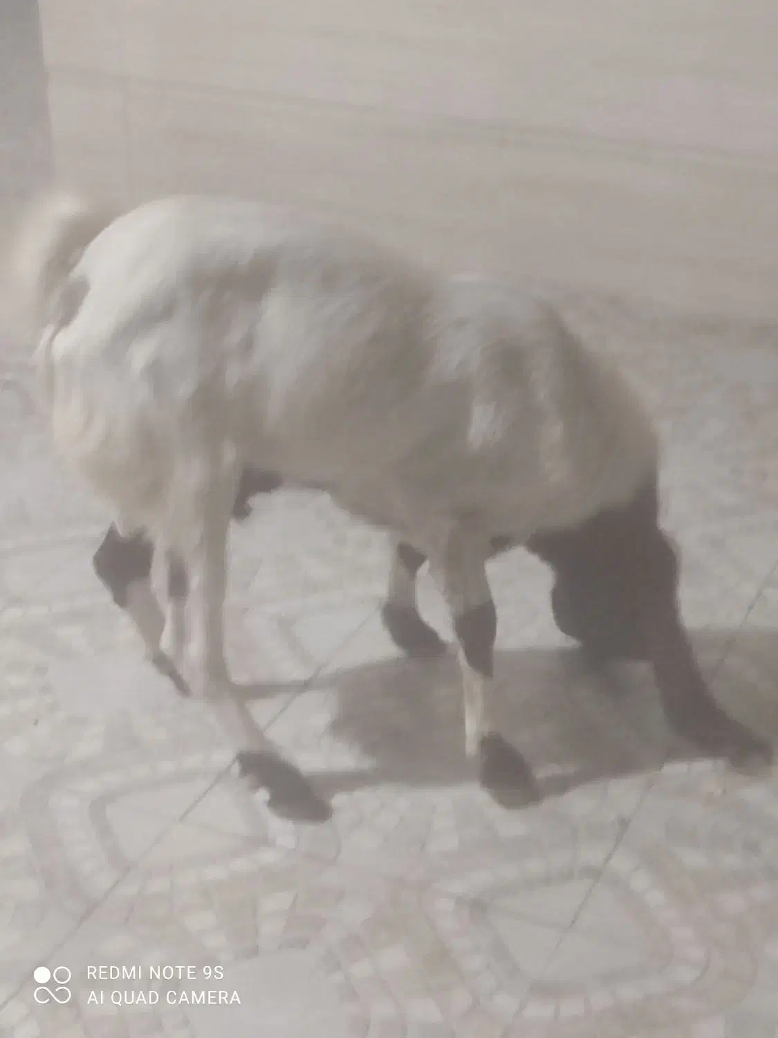 پازن پاکستانی خورموج|حیوانات مزرعه|خورموج, |دیوار