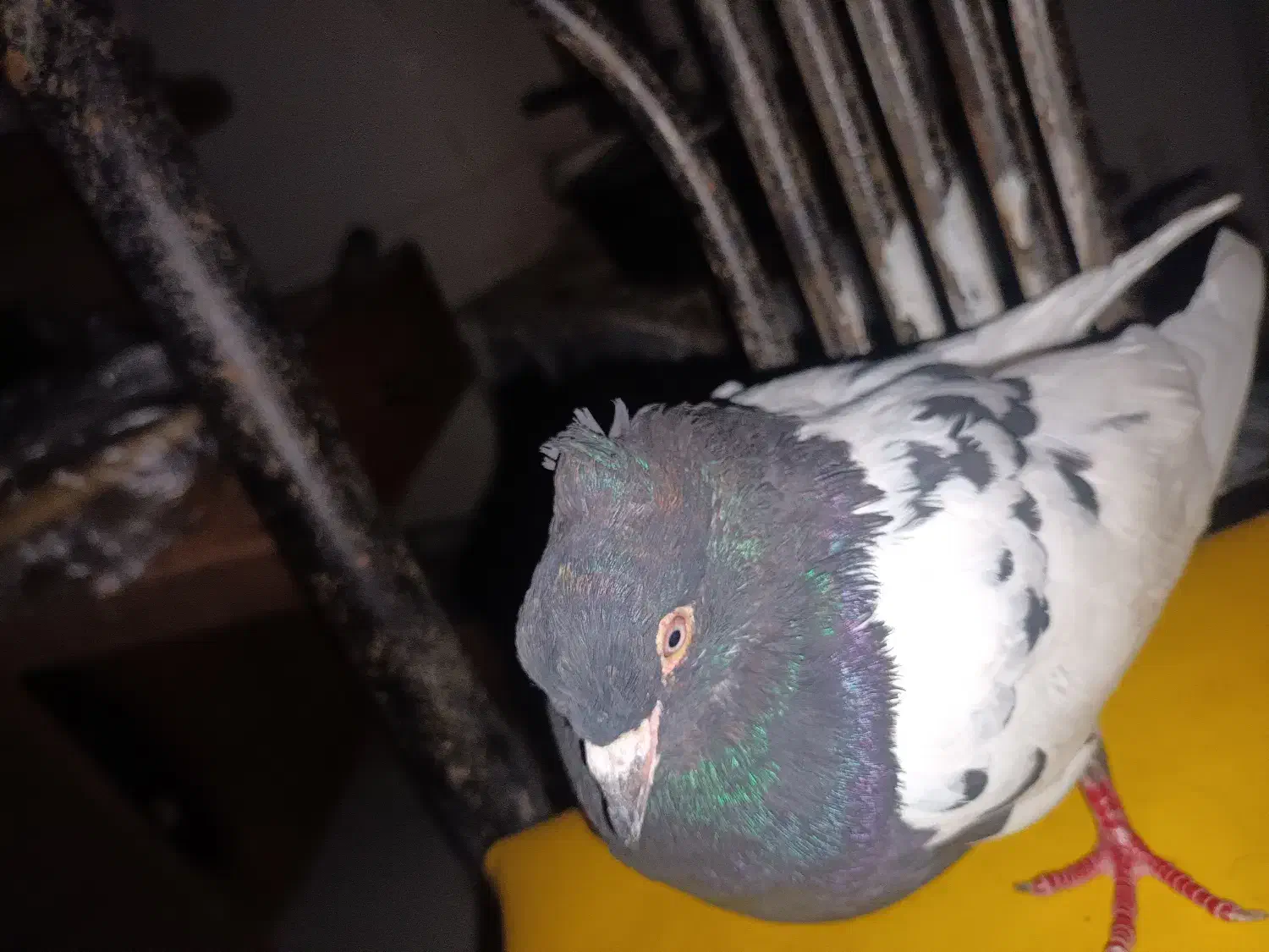 ۳تا سینه سیا|حراج|درمیان, |دیوار