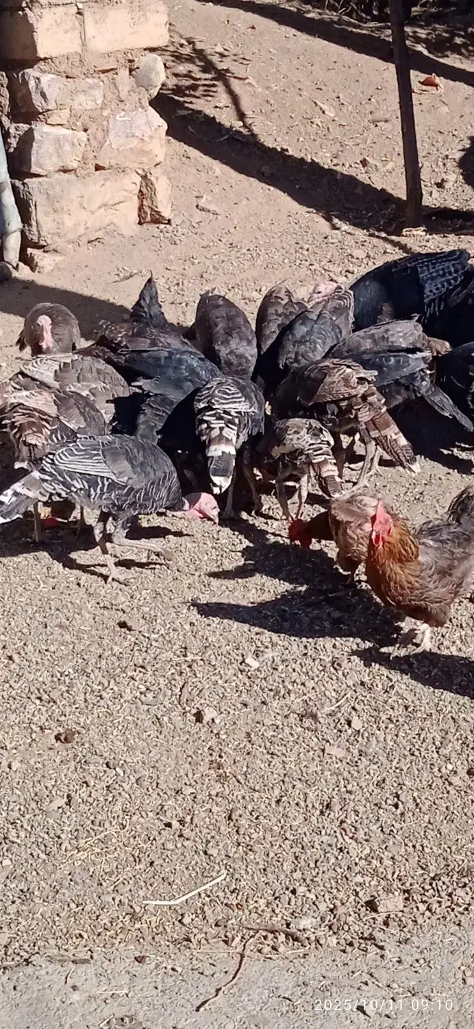 بوقلمون محلی|حیوانات مزرعه|موچش, |دیوار