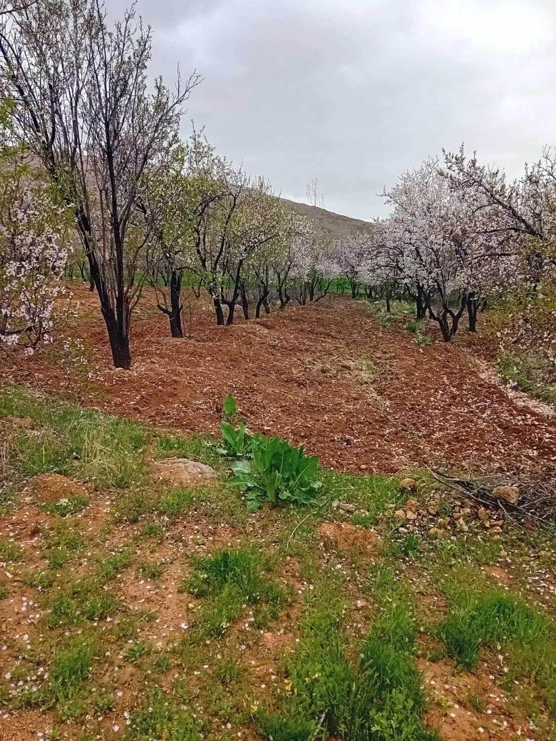 فروش باغ ۹۰۰متر روستای شکرآباد اردل|فروش زمین و ملک کلنگی|اردل, |دیوار