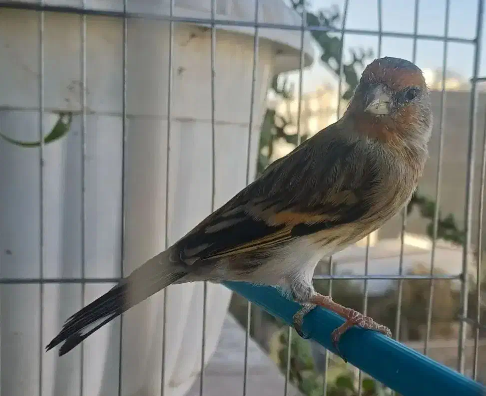 سهره قناری نر دهن سهره با قفس|پرنده|فردیس, شهرک شهید حسینی|دیوار