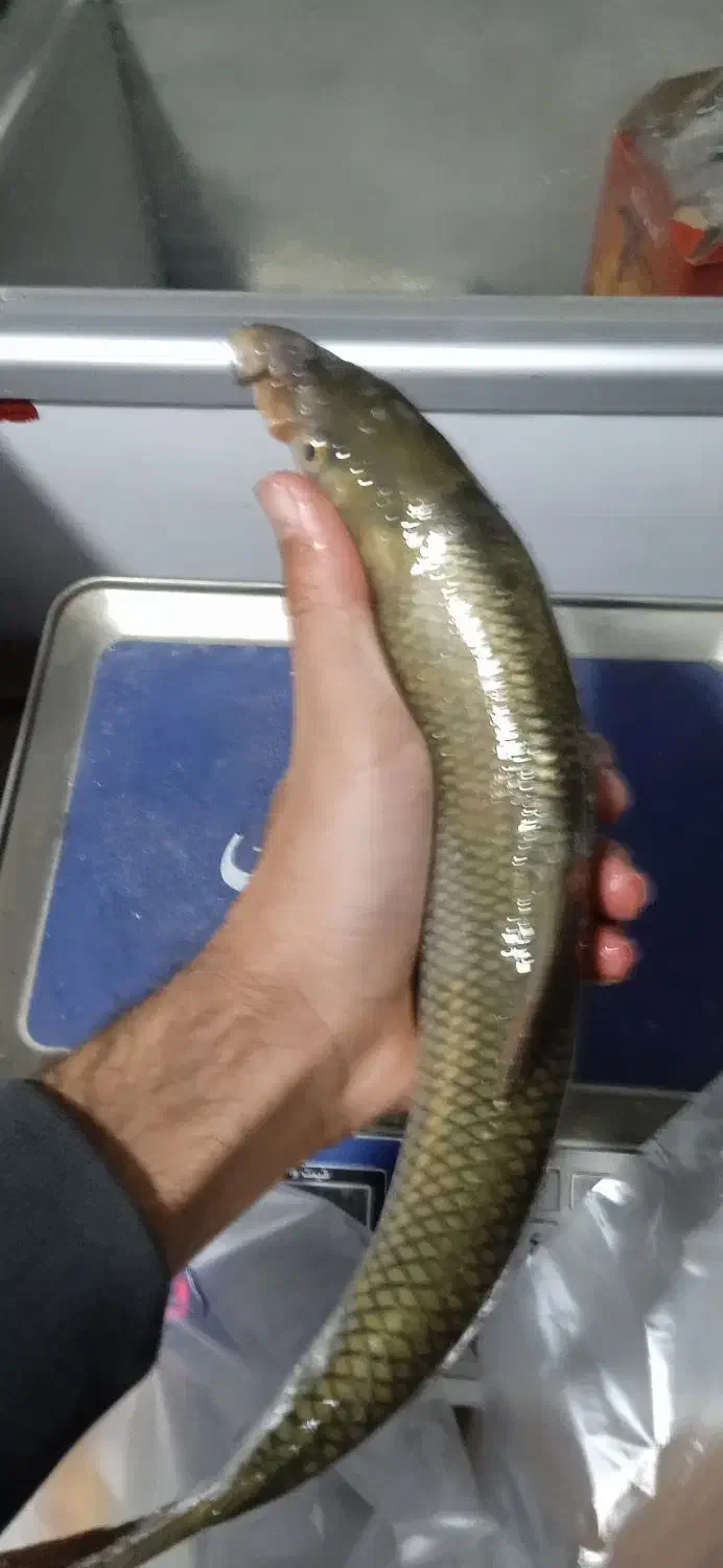 ماهی ارگانیک کپشن رو بخونید|خوردنی و آشامیدنی|تهران, منیریه|دیوار