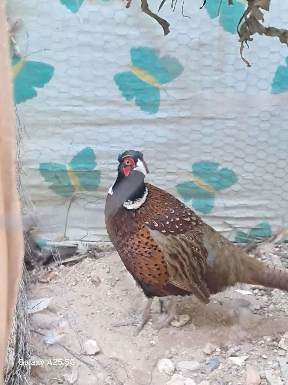 خروس|حیوانات مزرعه|آذرشهر, |دیوار